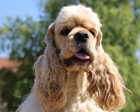 Cocker Américain Zharkiy Potseluy