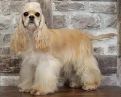 Cocker Américain Vanille of Caniland's Dream portrait droit