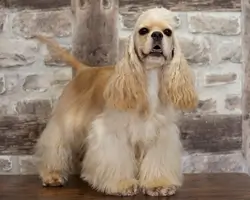 Cocker Américain Vanille of Caniland's Dream portrait gauche