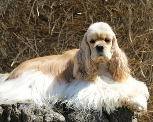 Cocker Américain Zharkiy Potseluy portrait gauche