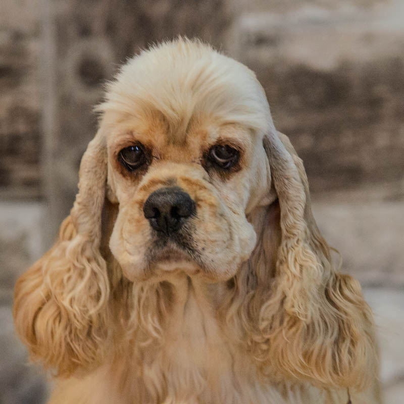 Cocker Américain - Mère : Rainbow Colors Sailor Moon